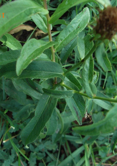 Pentanema salicinum (=Inula salicina) / Enula aspra